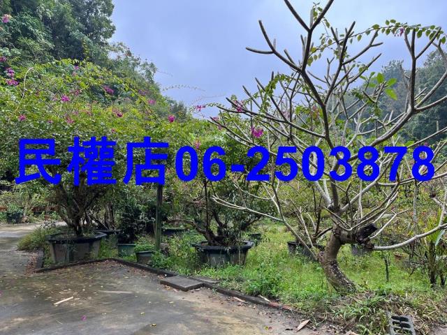 新化農地-9