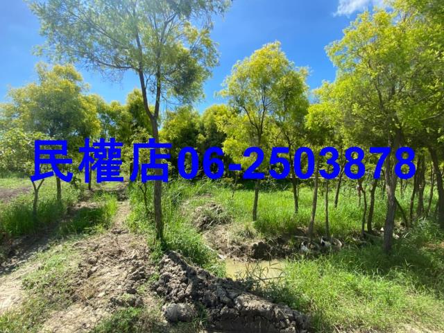 台南六甲農地-4