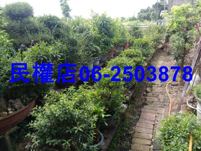 台南六甲農地-7